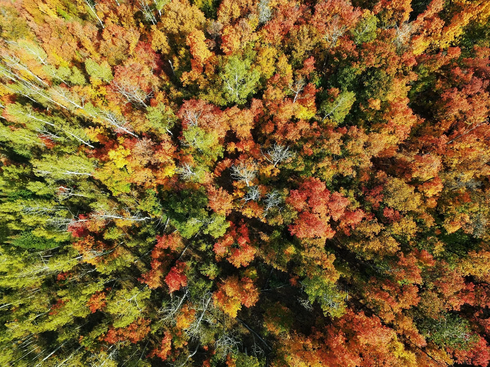 boss-fight-free-high-quality-stock-images-photos-photography-forest-tree-top.jpg